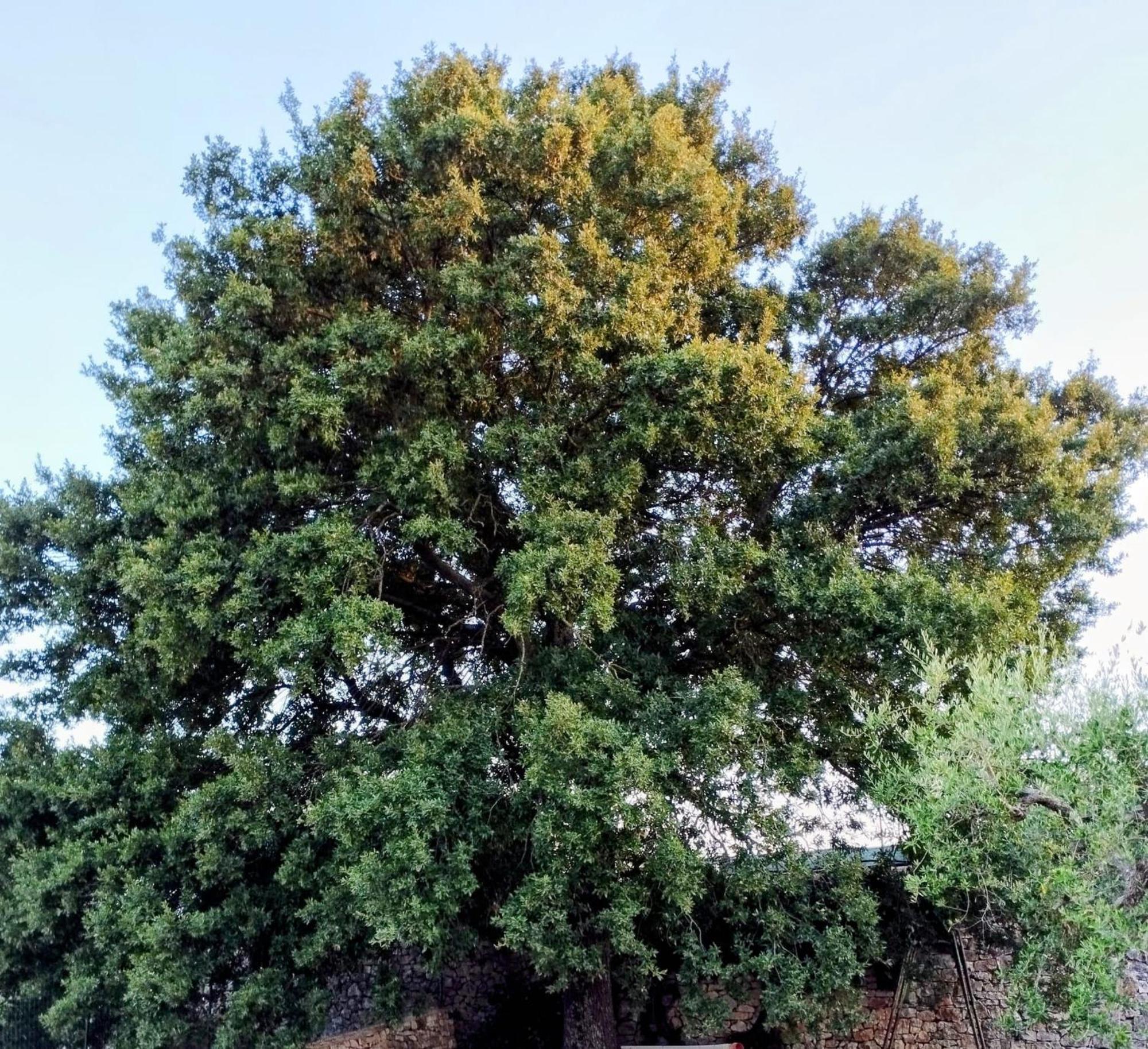 فيلا Trulli La Quercia Del Nonno لوكوروتوندو المظهر الخارجي الصورة